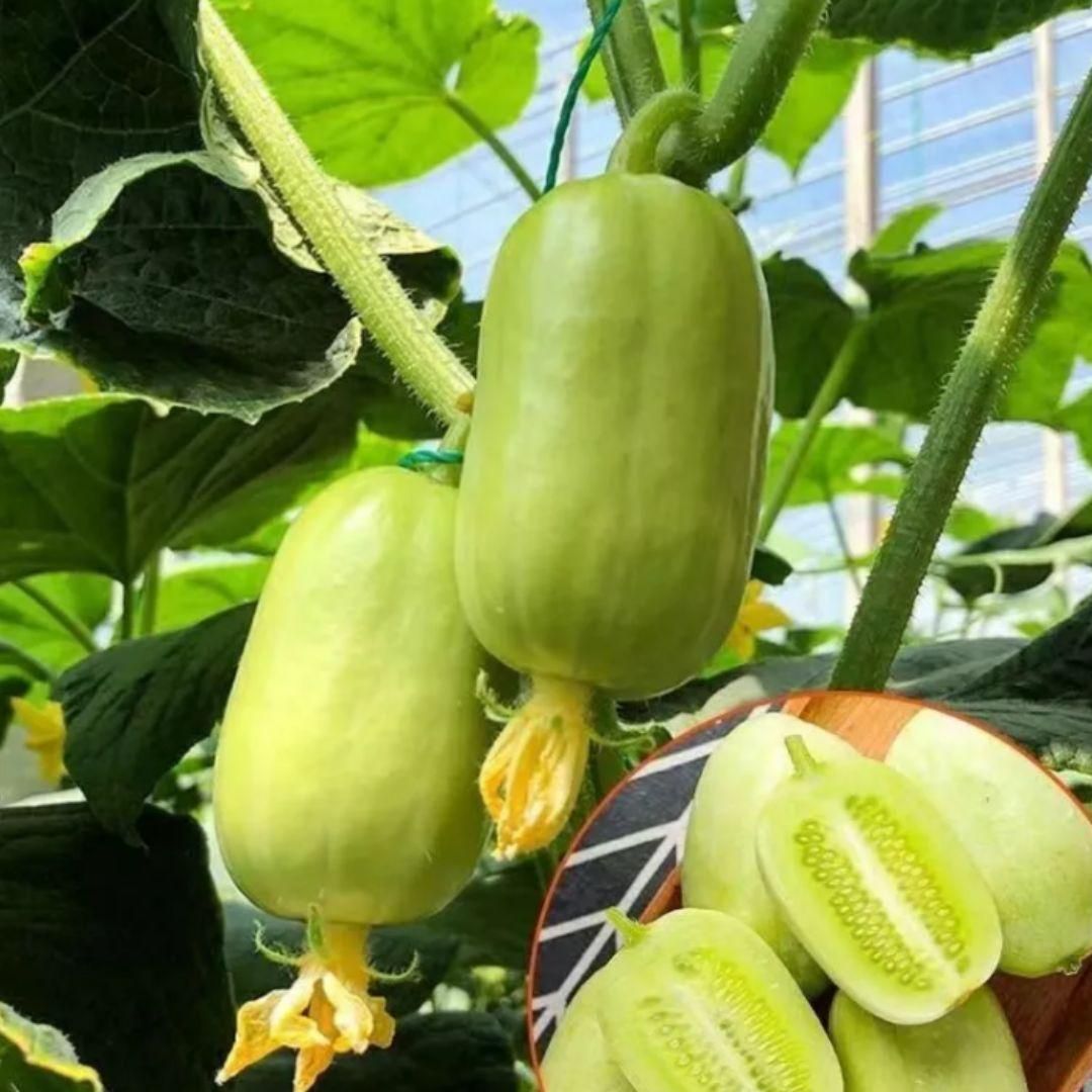 Golden Boy Lady Cucumber