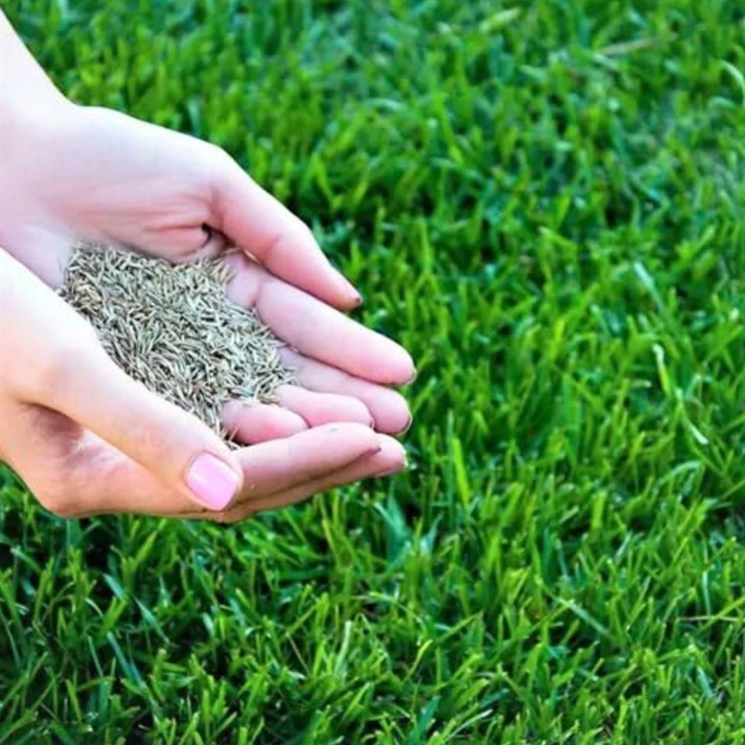 Evergreen Home Garden Grass Seeds