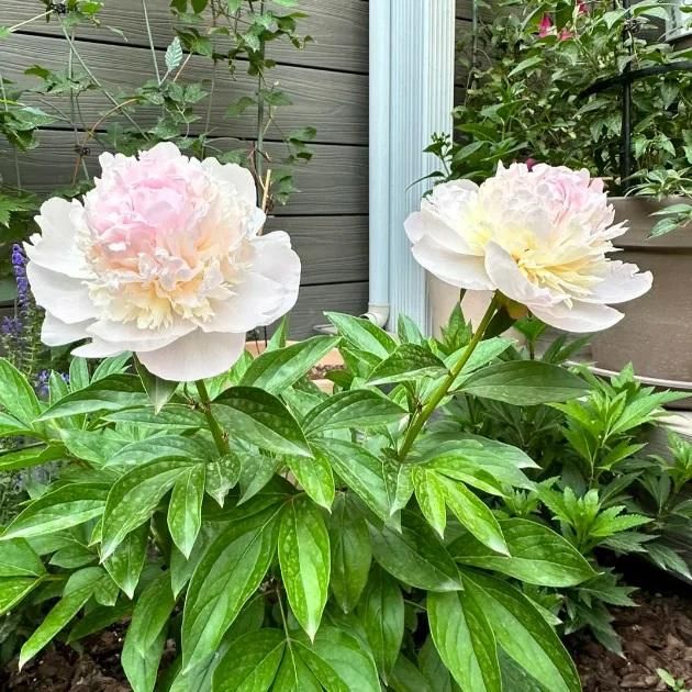 Peony Flower