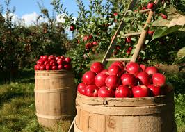 Red Apple Seeds