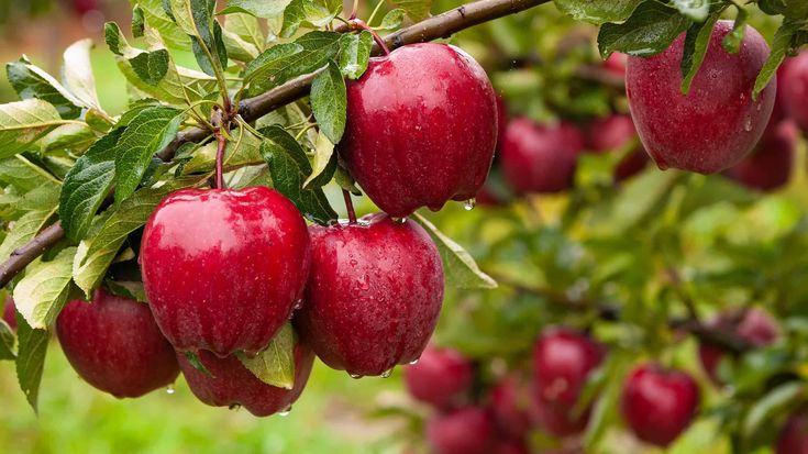 Red Apple Seeds