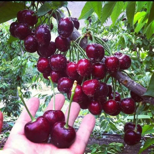 Rainier Cherry Fruit Seeds