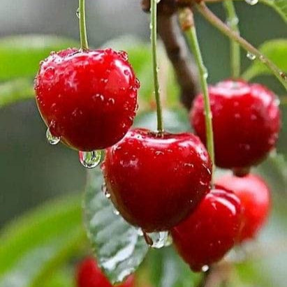 Rainier Cherry Fruit Seeds