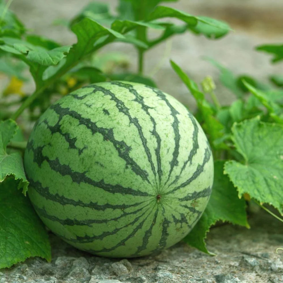 Ruby Watermelon Seeds