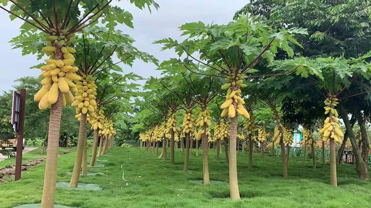 Golden Creamy Papaya Seeds