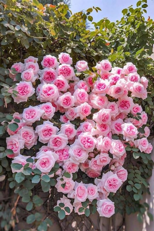 Climbing Rose Flower Seeds