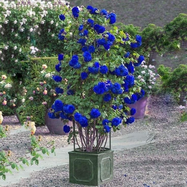 Blue Climbing Rose Seeds