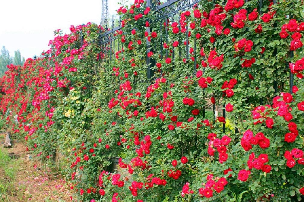 Climbing Rose Flower Seeds