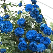 Blue Climbing Rose Seeds